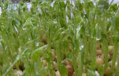 豌豆苗的种植方法与具体种植步骤