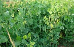 豌豆的种子处理方法与高产种植技术要点