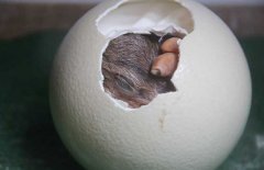 鸵鸟蛋孵化技术：种蛋的选择与消毒等问题