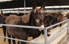 肉驴养殖场建设方法，需有哪些设施？
