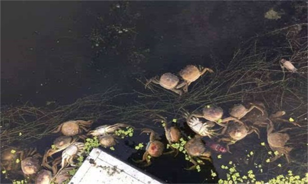 河蟹体质较差