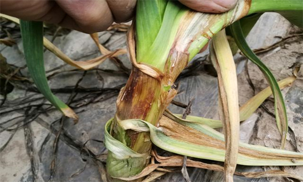 大蒜细菌性软腐病症状表现