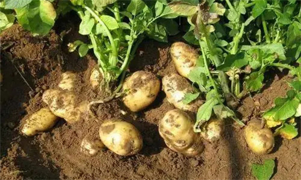 影响脱毒种薯繁殖质量的因素