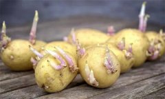 马铃薯生产必须切块播种吗？