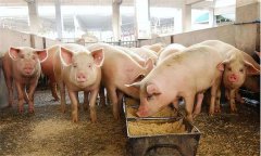 猪育肥后期如何饲喂？