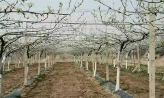 果树设施栽培有哪些模式？