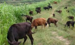 农村养牛自繁自养有哪些优势和劣势？
