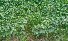 大豆田杂草如何分类 为何大豆多用苗后除草剂？