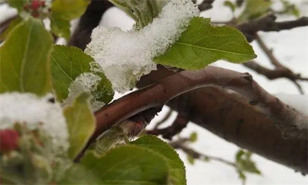苹果树冻害的预防措施