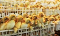 如何护理雏鸭？培育雏鸭的主要措施有哪些？