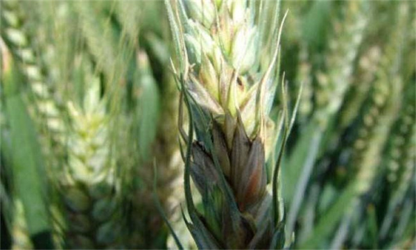 虫害引起小麦白穗