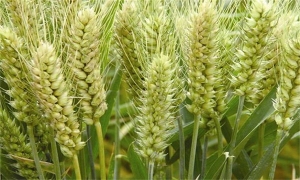 小麦早衰的原因营养不足