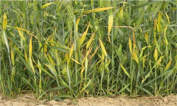 小麦早衰的原因土壤积水