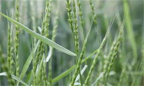 小麦空穗的种子原因