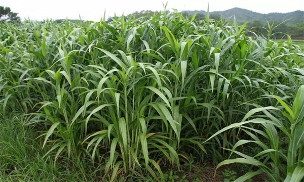 薏米的种植方法