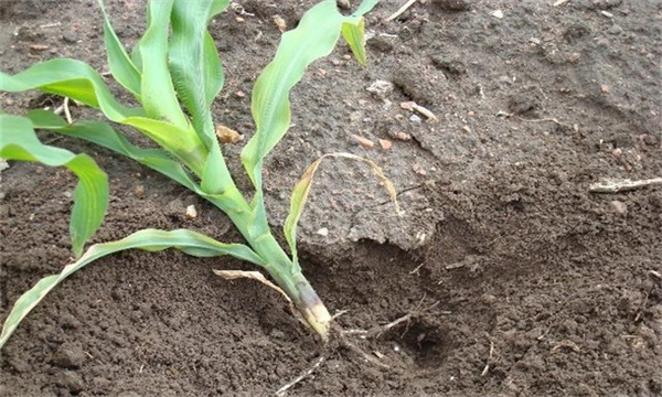 玉米肥害挽救方法