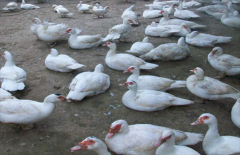 番鸭养殖场建设 不同阶段的番鸭饲养管理方法