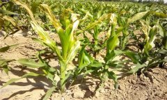 玉米死苗的原因 怎么种植玉米才能预防死苗？