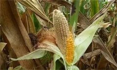 玉米空杆的原因是什么 有哪些解决方法？