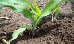 玉米肥害症状、原因及挽救方法