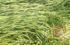 造成小麦倒伏的原因有哪些 小麦倒伏后怎么办？