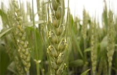 小麦有穗无粒的原因有哪些，如何解决？
