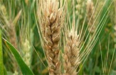 小麦死穗的原因是什么，有哪些防治措施？