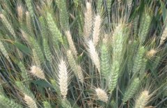 小麦白穗的原因是什么，有哪些防治方法？