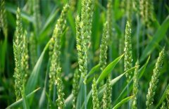小麦空穗的原因什么，有哪些解决措施？
