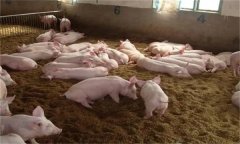 发酵床养猪如何加强猪的饲养管理？