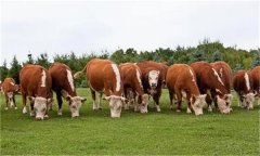哪个季节肉牛育肥效果最好 主要影响因素有哪些