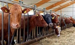 什么年龄阶段肉牛育肥最合适 常见肉牛育肥方式