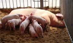 发酵床饲养妊娠母猪的目标与注意事项