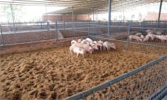 目前发酵床养猪技术面临哪些技术问题？