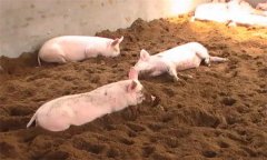 发酵床养猪技术有什么优点？