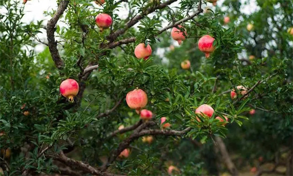 石榴花果管理的重要意义