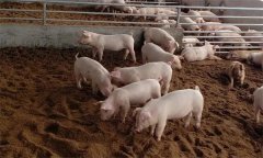 应用发酵床养殖仔猪要注意哪些问题