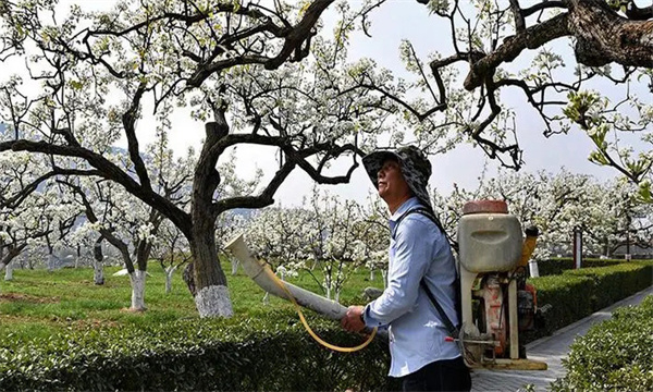 梨树花期喷肥的种类和浓度