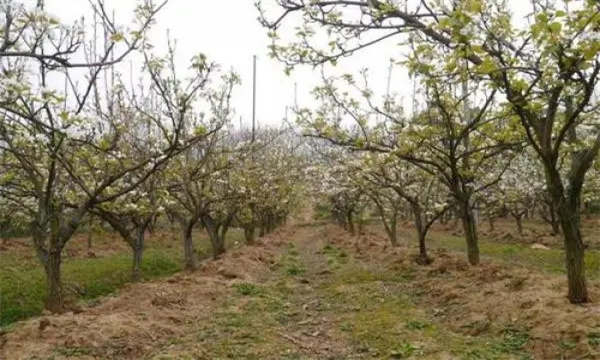 提高梨树坐果率的栽培管理措施