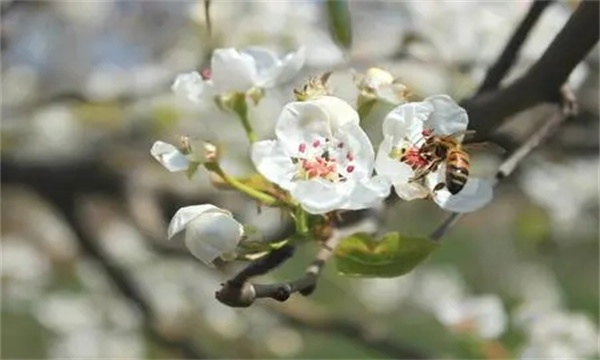 梨树花期怎样放蜂