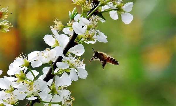 梨树花期怎样放蜂才能提高梨花授粉效率