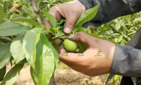 疏果定果