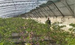 设施栽培桃树人工授粉是怎么操作的