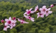 设施栽培条件下桃树的昆虫授粉方法