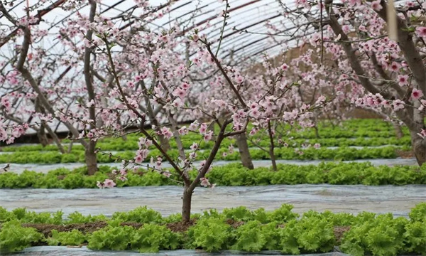 设施栽培条件下桃树的昆虫授粉方法