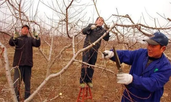 桃树休眠期的修剪方法