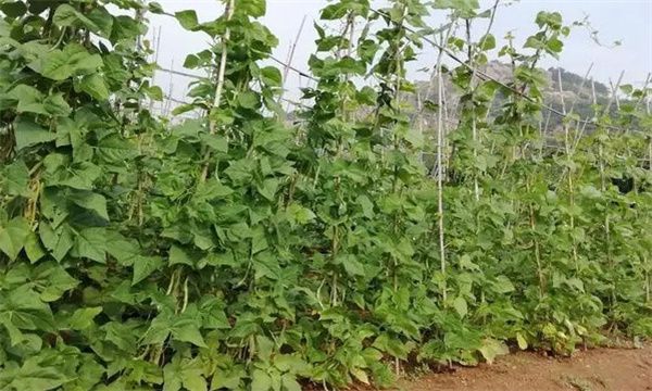 芸豆烂子和硬子的原因