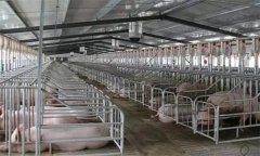 猪场管理标准化操作包括哪些方面？