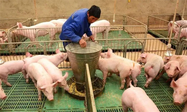 猪场如何进行饲料成本控制