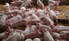 猪场成本管理：猪场产品流通成本控制方法